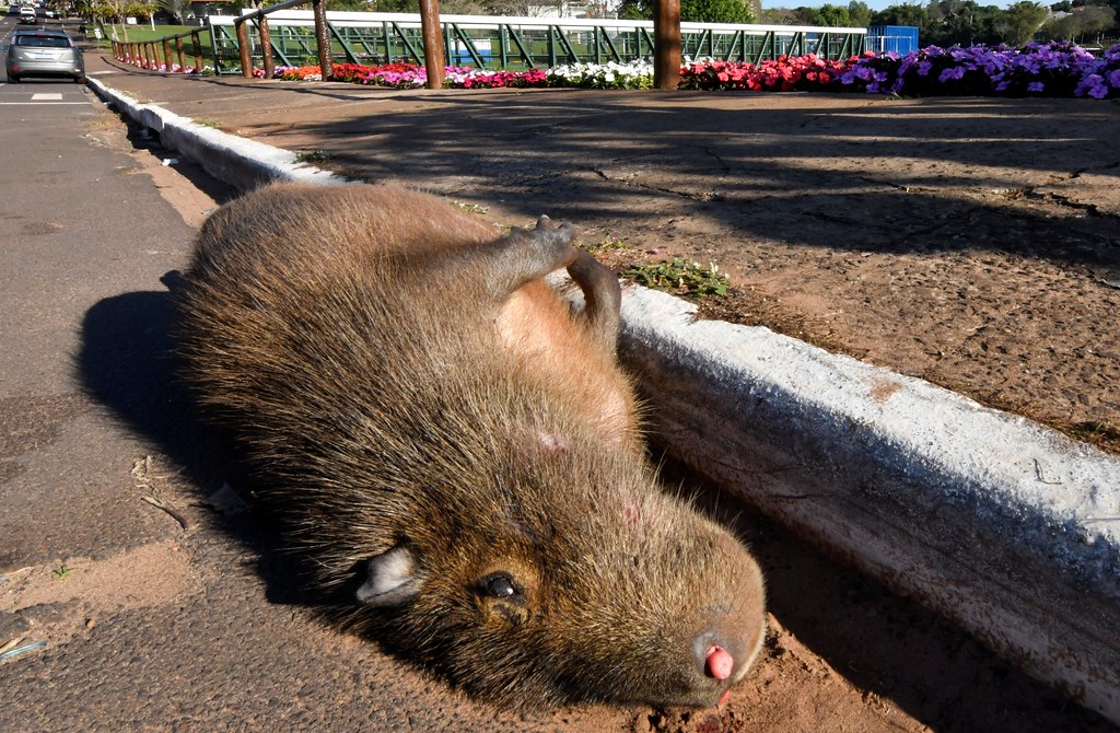 Jornal Ilustrado - Capivara é encontrada morta após ser atropelada na Av. Paraná, em Umuarama 