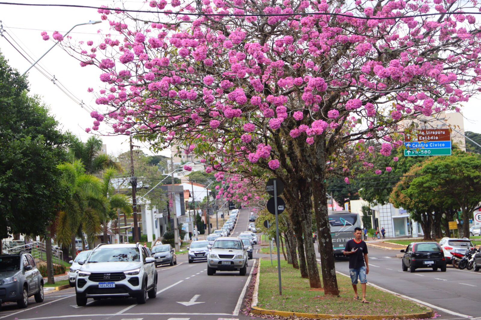 Jornal Ilustrado - O grande jornal do Noroeste do Paraná Jornal Ilustrado - Florada dos Ipês muda paisagem e encanta moradores de Umuarama