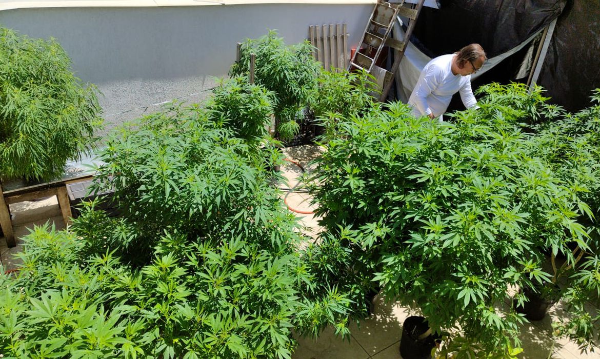 Jornal Ilustrado - Anvisa proíbe importação de cannabis in natura e partes da planta