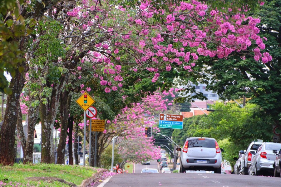 Florada dos Ipês muda paisagem e encanta moradores de Umuarama  
