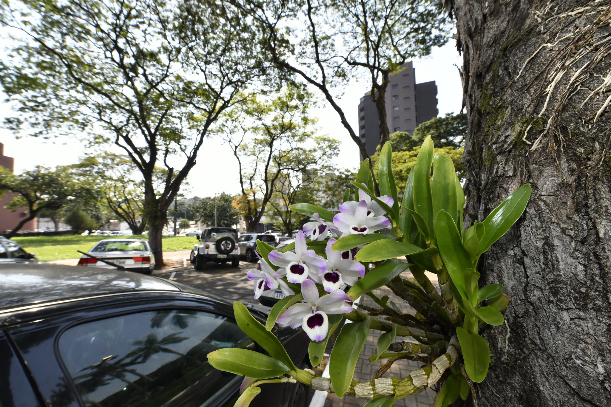 Jornal Ilustrado - Orquídeas plantadas para combater a dengue florescem e embelezam arborização urbana