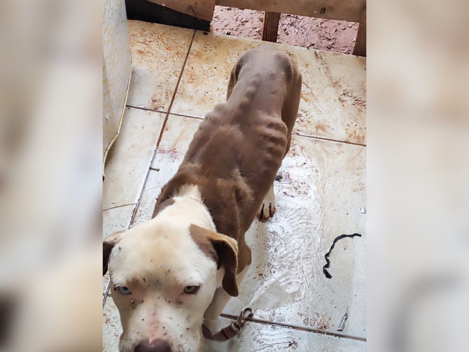 Jornal Ilustrado - Polícia resgata três cachorros em situação de maus-tratos no parque Ibirapuera 