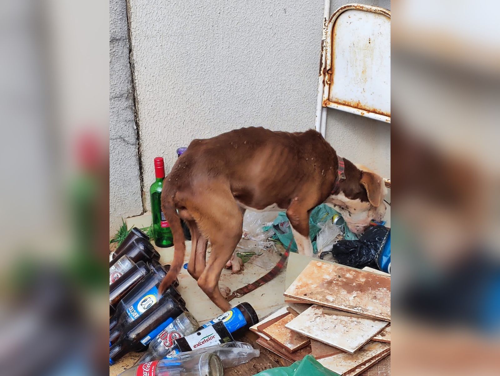 Jornal Ilustrado - Polícia resgata três cachorros em situação de maus-tratos no parque Ibirapuera 