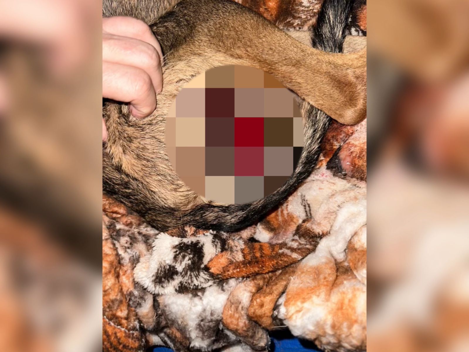 Cães estão sendo mutilados com castrações irregulares em Umuarama