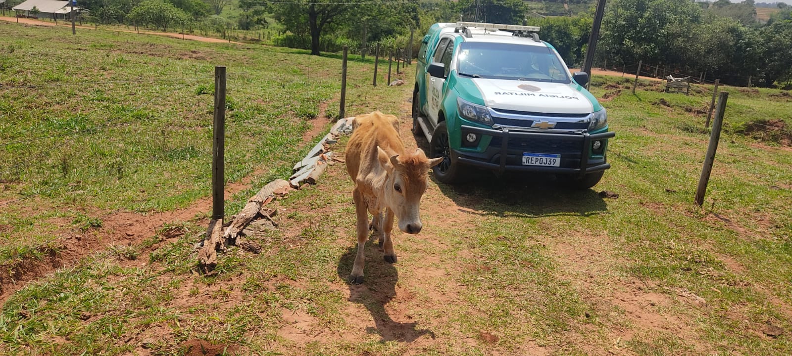 Jornal Ilustrado - Polícia Ambiental resgata gado vítima de maus-tratos na Estrada Paraíso, Umuarama 