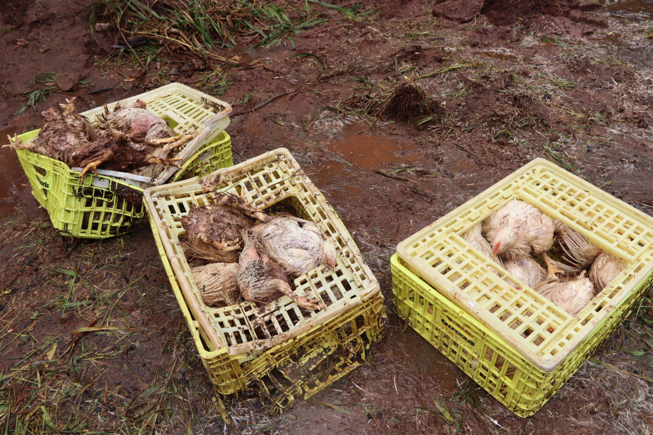 Jornal Ilustrado - Caminhão tomba e parte de carga de frangos morre na PR-323
