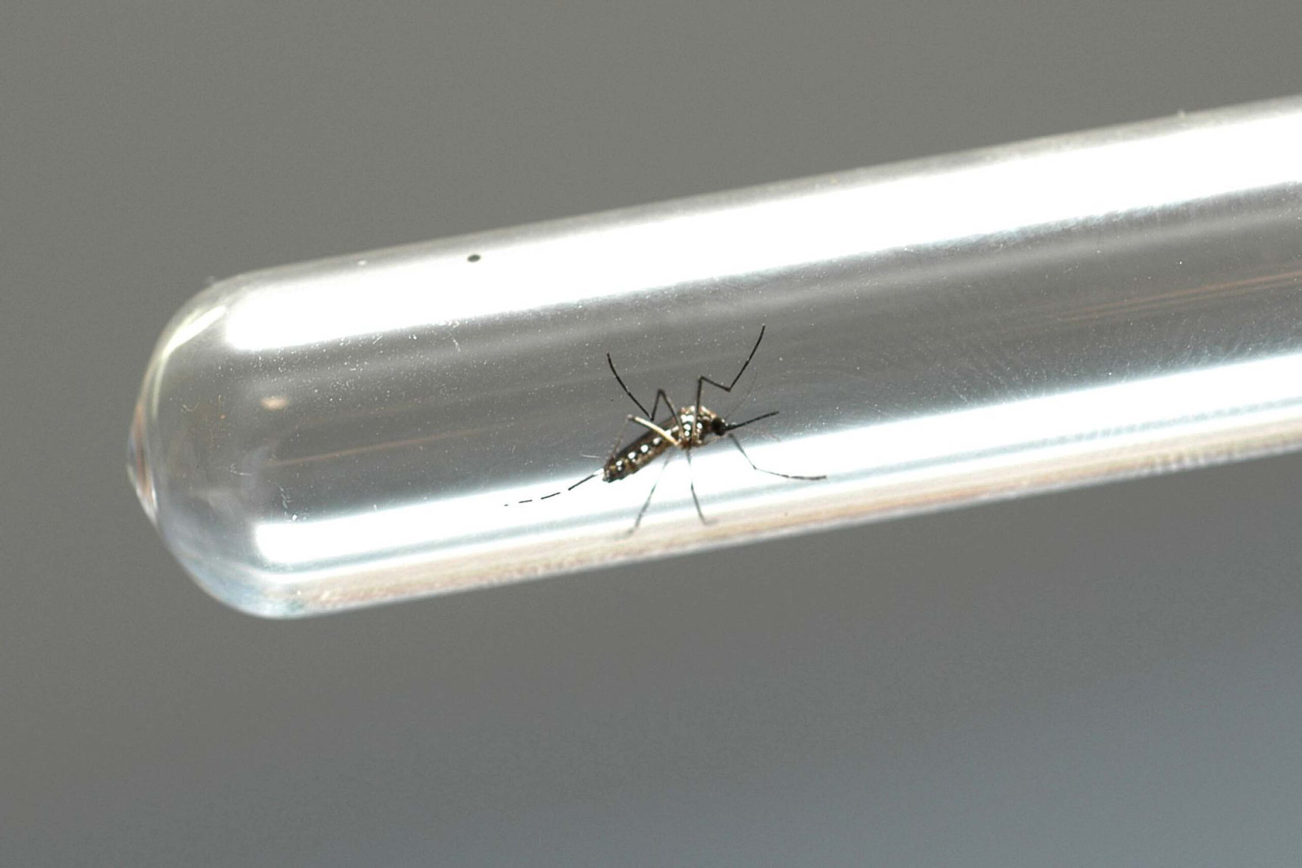Jornal Ilustrado - Sobe para 21 o total de casos de dengue e 29 suspeitas aguardam confirmação