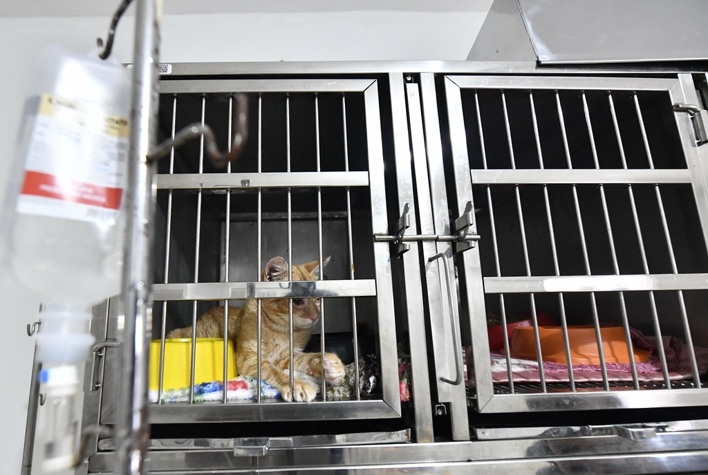 Jornal Ilustrado - Inaugurada na quinta, clínica veterinária da Saau já atende animais de toda população