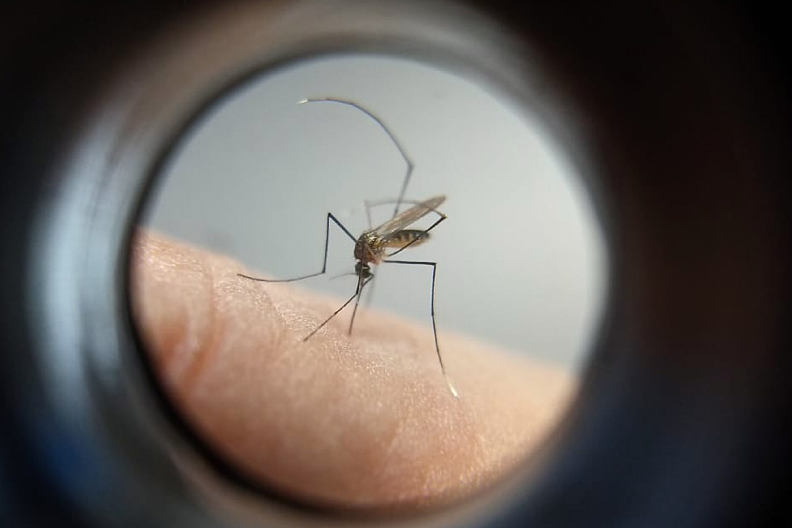 Jornal Ilustrado - Paraná manda ofício ao Ministério da Saúde solicitando mais vacinas contra a dengue