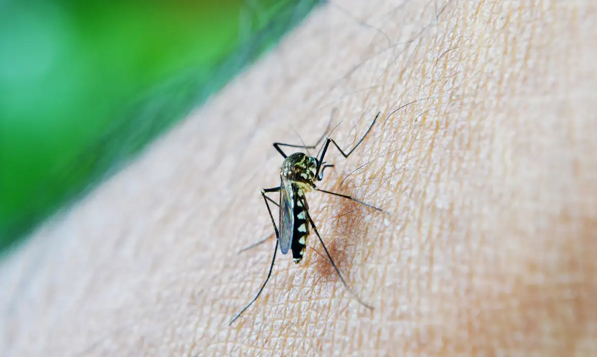 Jornal Ilustrado - Brasil ultrapassa 650 mil casos de dengue