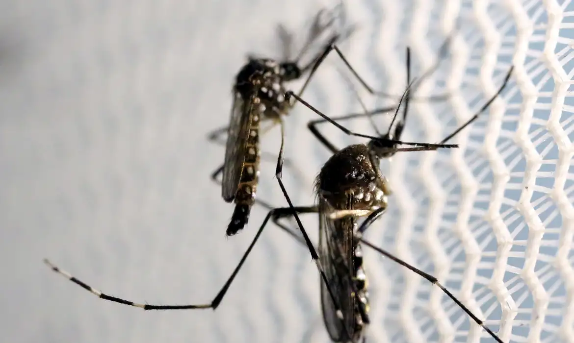 Jornal Ilustrado - Brasil se aproxima de 1 milhão de casos prováveis de dengue