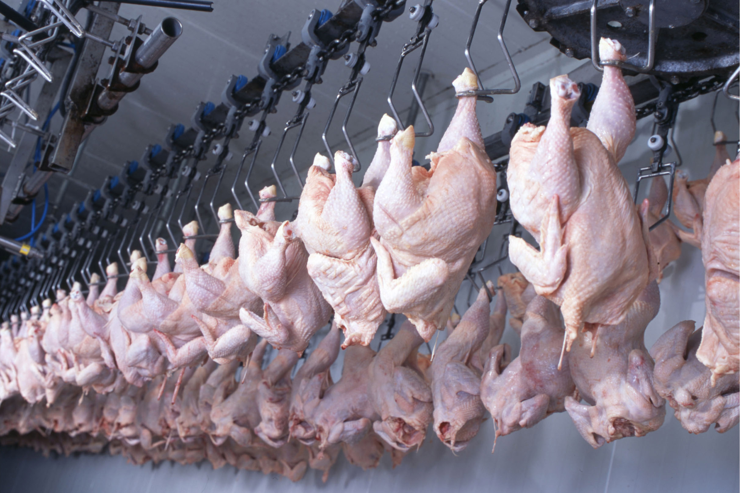 Jornal Ilustrado - Mais um frigorífico do Paraná é habilitado para exportar frango halal para a Malásia