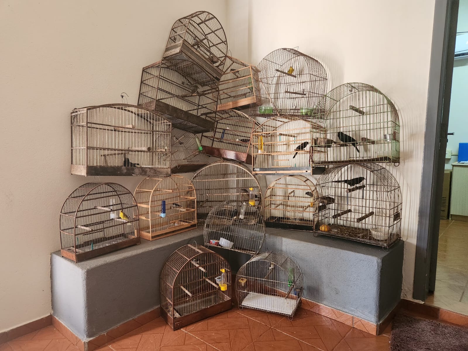 Quatro suspeitos de manter aves silvestres em cativeiro são presos em Moreira Sales 