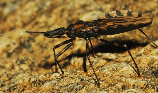 Estado divulga cartilha sobre prevenção e tratamento da Doença de Chagas