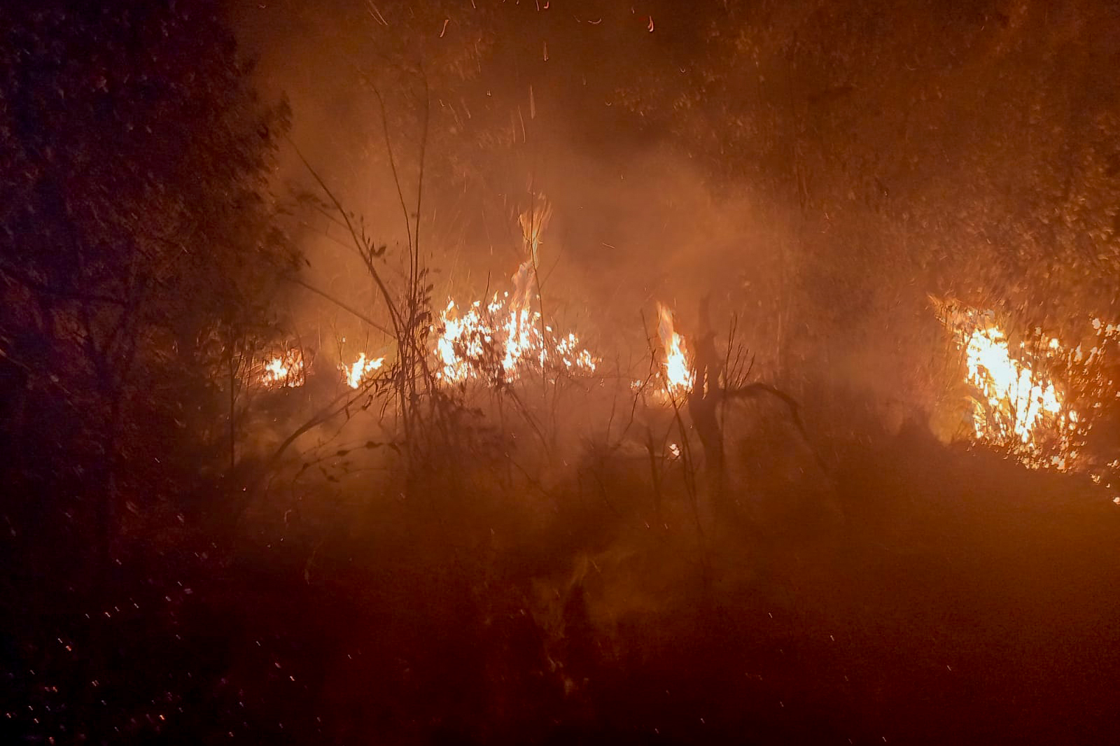 Jornal Ilustrado - Período mais seco: IAT faz alerta sobre incêndios nas Unidades de Conservação do Paraná