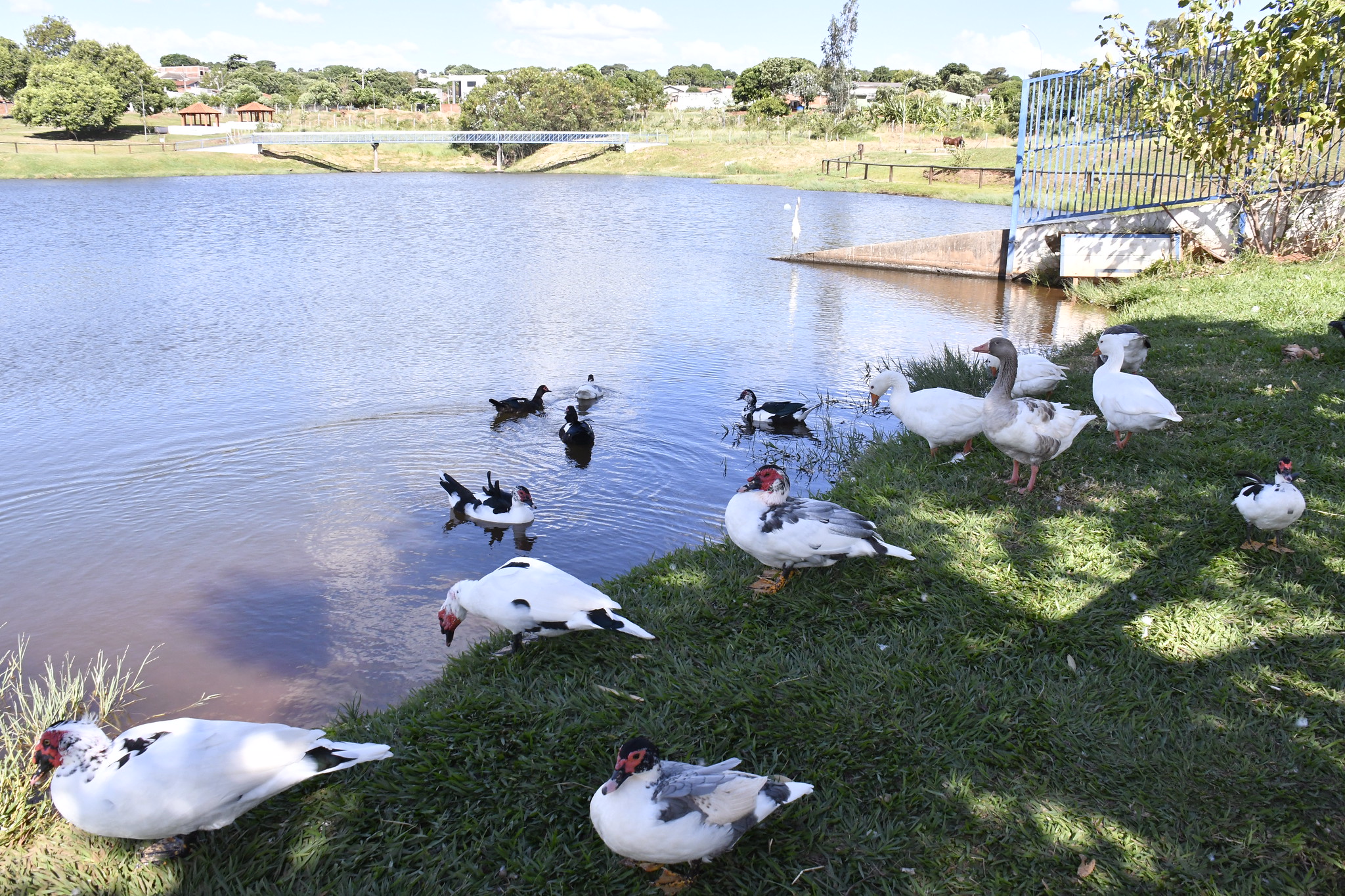Jornal Ilustrado - Setor de Saúde e Bem-Estar Animal investiga morte de patos no Lago Tucuruvi