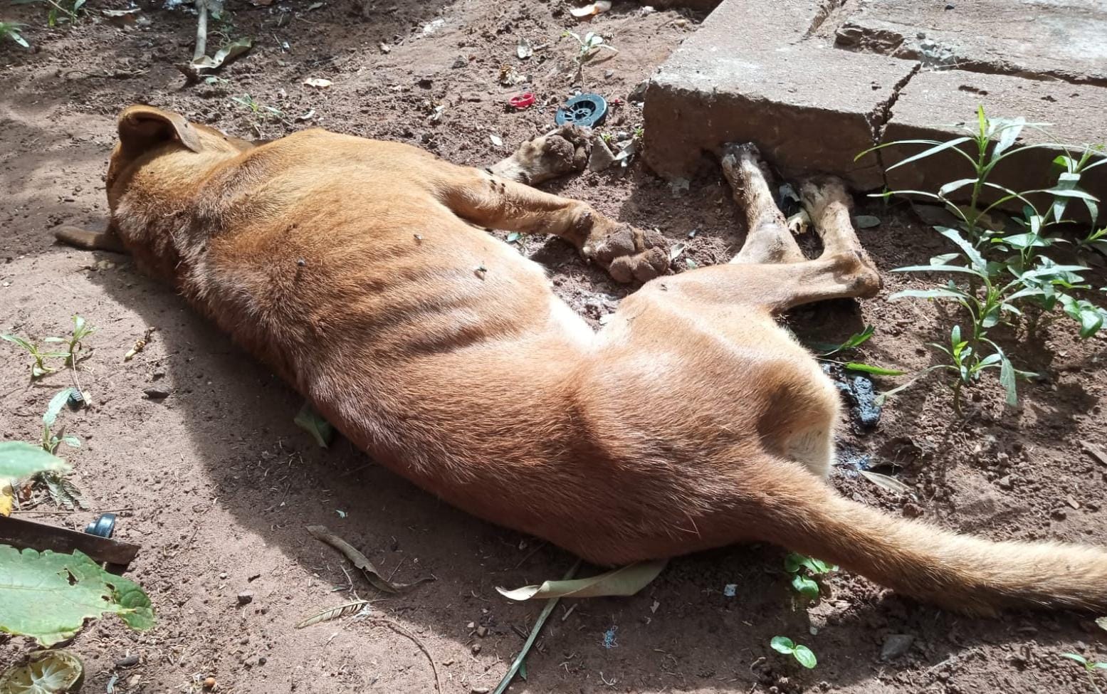 Jornal Ilustrado - Cachorro morre vítima de maus-tratos em Umuarama 