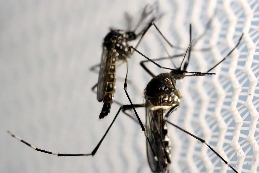 Jornal Ilustrado - Secretaria de Saúde confirma terceira morte em decorrência da dengue em Umuarama