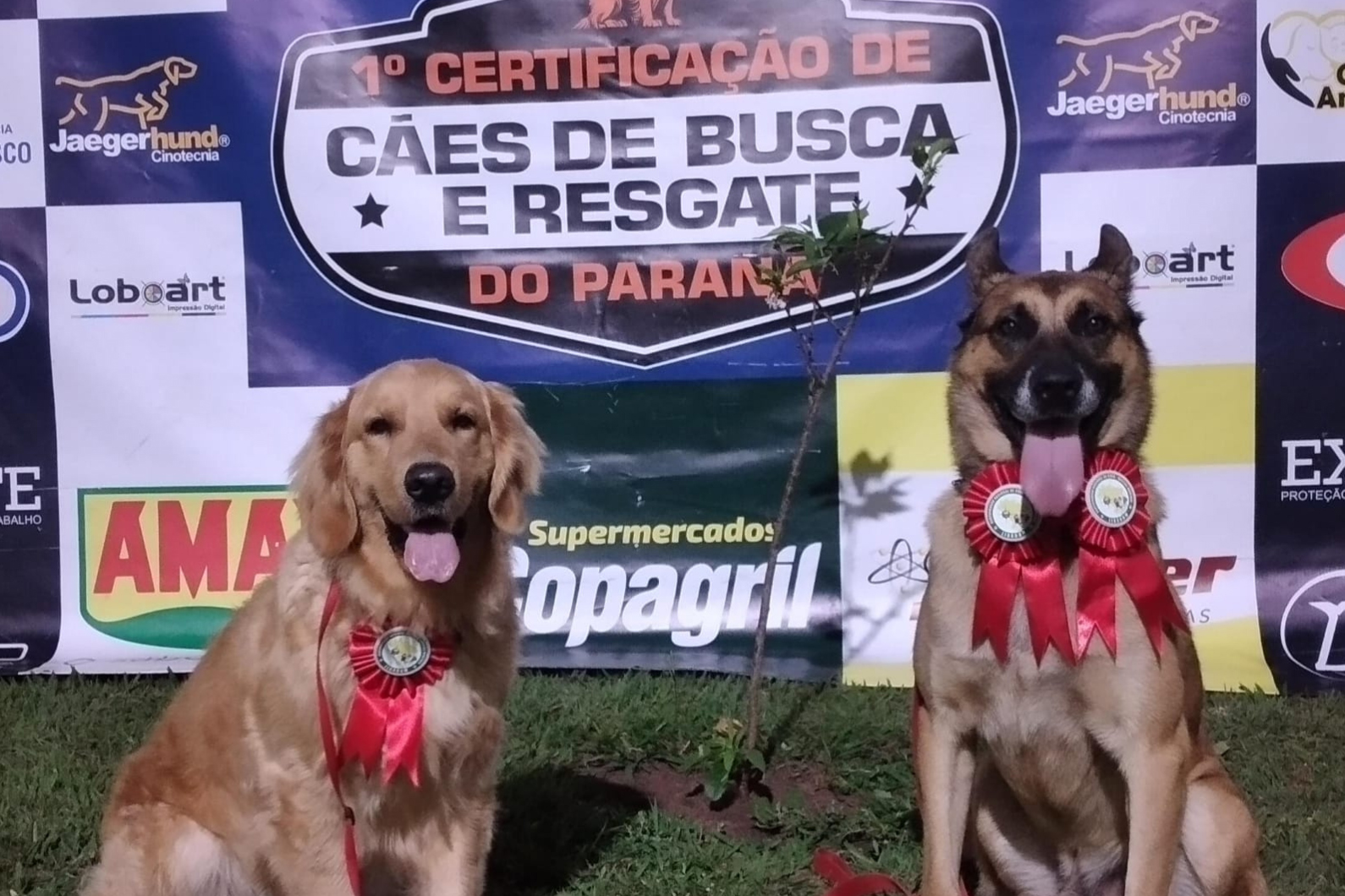 Jornal Ilustrado - Com certificação nacional de duplas, Paraná amplia número de cães aptos para resgates