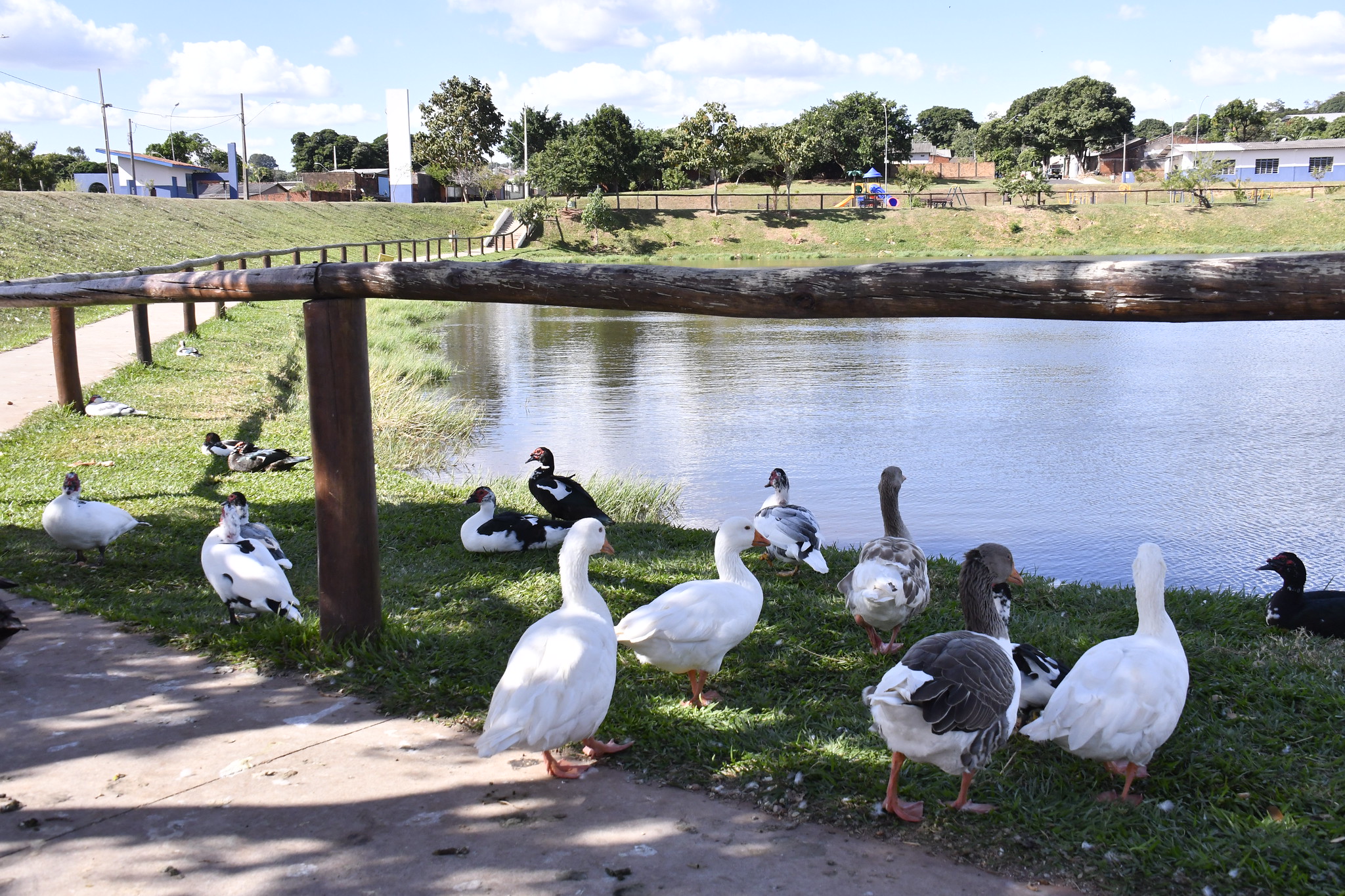 Jornal Ilustrado - Exames indicam que patos mortos no Lago Tucuruvi sofreram intoxicação alimentar