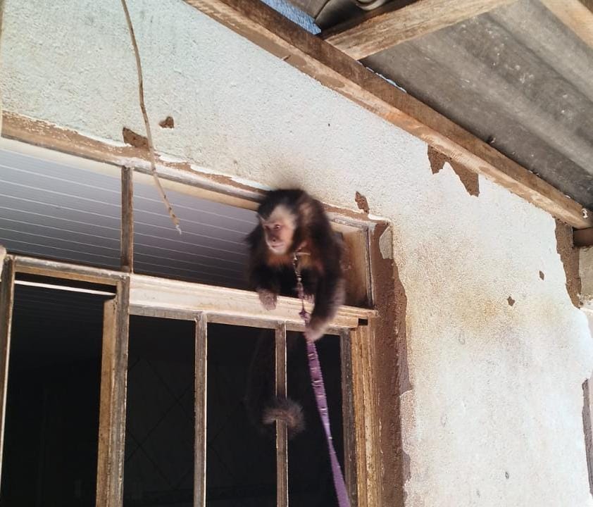 Jornal Ilustrado - Polícia Ambiental apreende macaco-prego mantido ilegalmente em Terra Roxa 