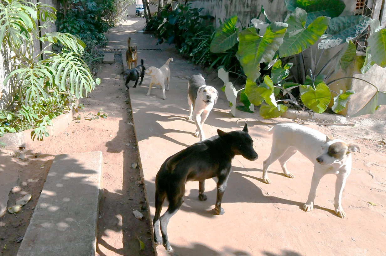 Jornal Ilustrado - Secretaria do Meio Ambiente intensificará vacinação contra raiva em cães e gatos