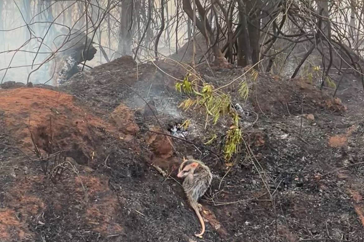 Jornal Ilustrado - IAT orienta população sobre cuidados com animais vitimados por incêndios florestais