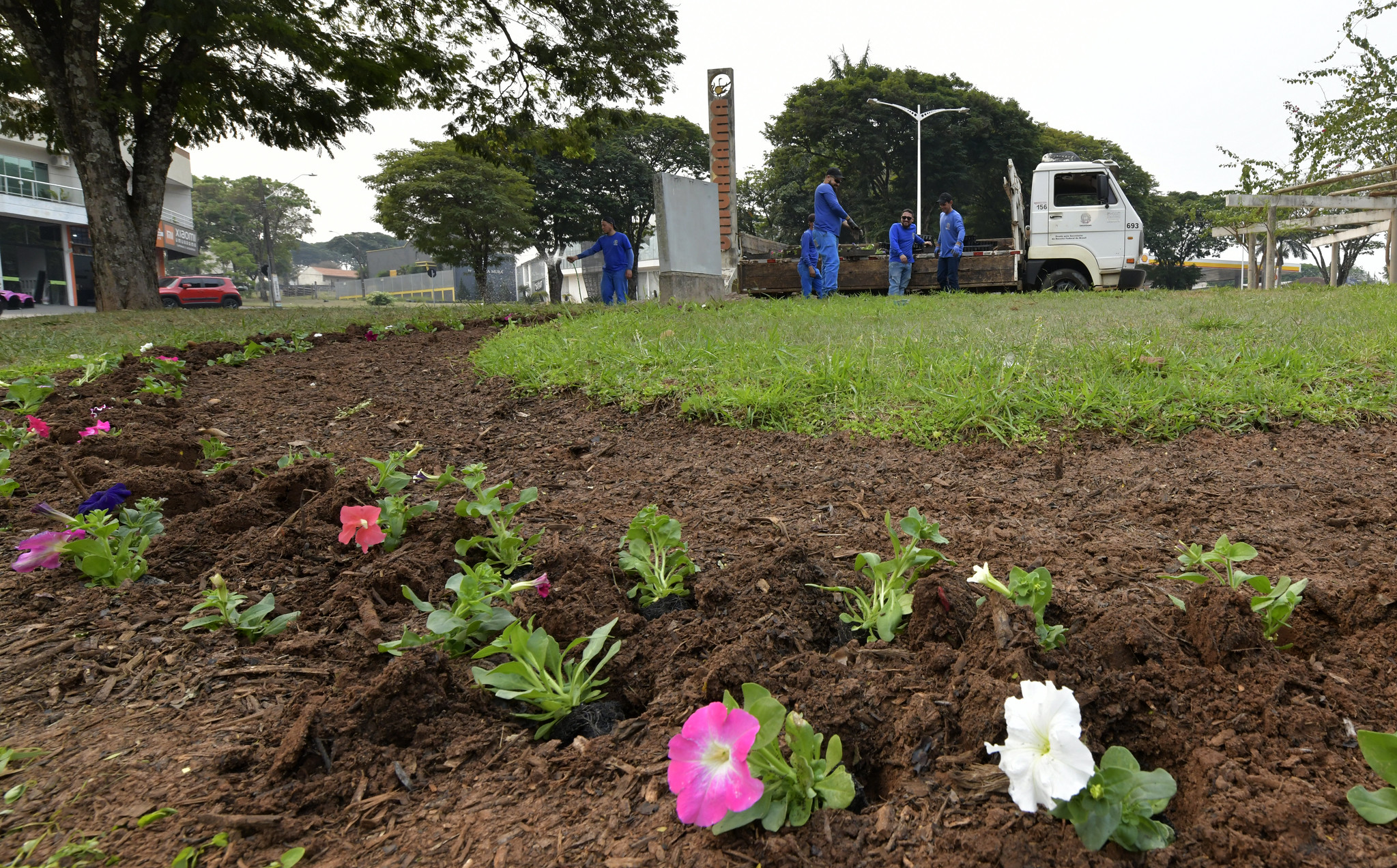 Jornal Ilustrado - Secretaria de Meio Ambiente inicia plantio de mudas de flores para Natal em Umuarama 