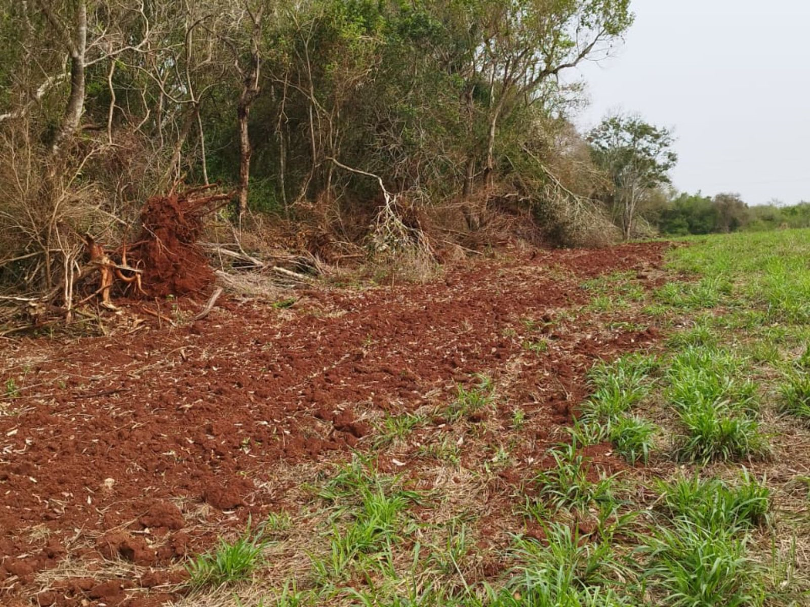 Jornal Ilustrado - Polícia Ambiental aplica multa por danos à vegetação nativa de Perobal 