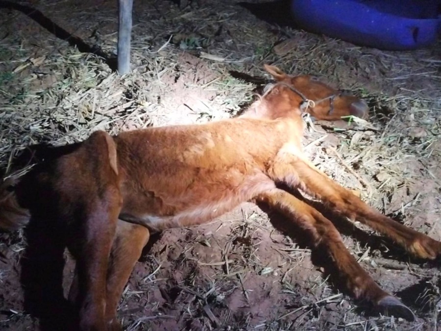 Polícia Ambiental e Prefeitura resgatam cavalo em estado de maus-tratos em Umuarama 