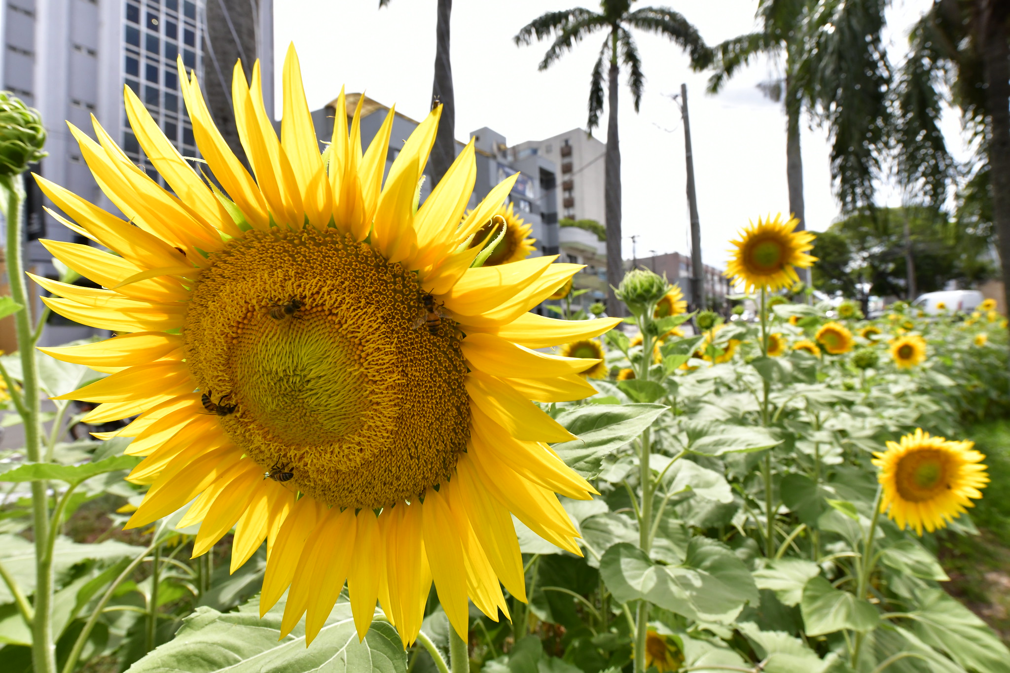 Girassóis começam a florir e população deve ajudar a preservá-los até o natal