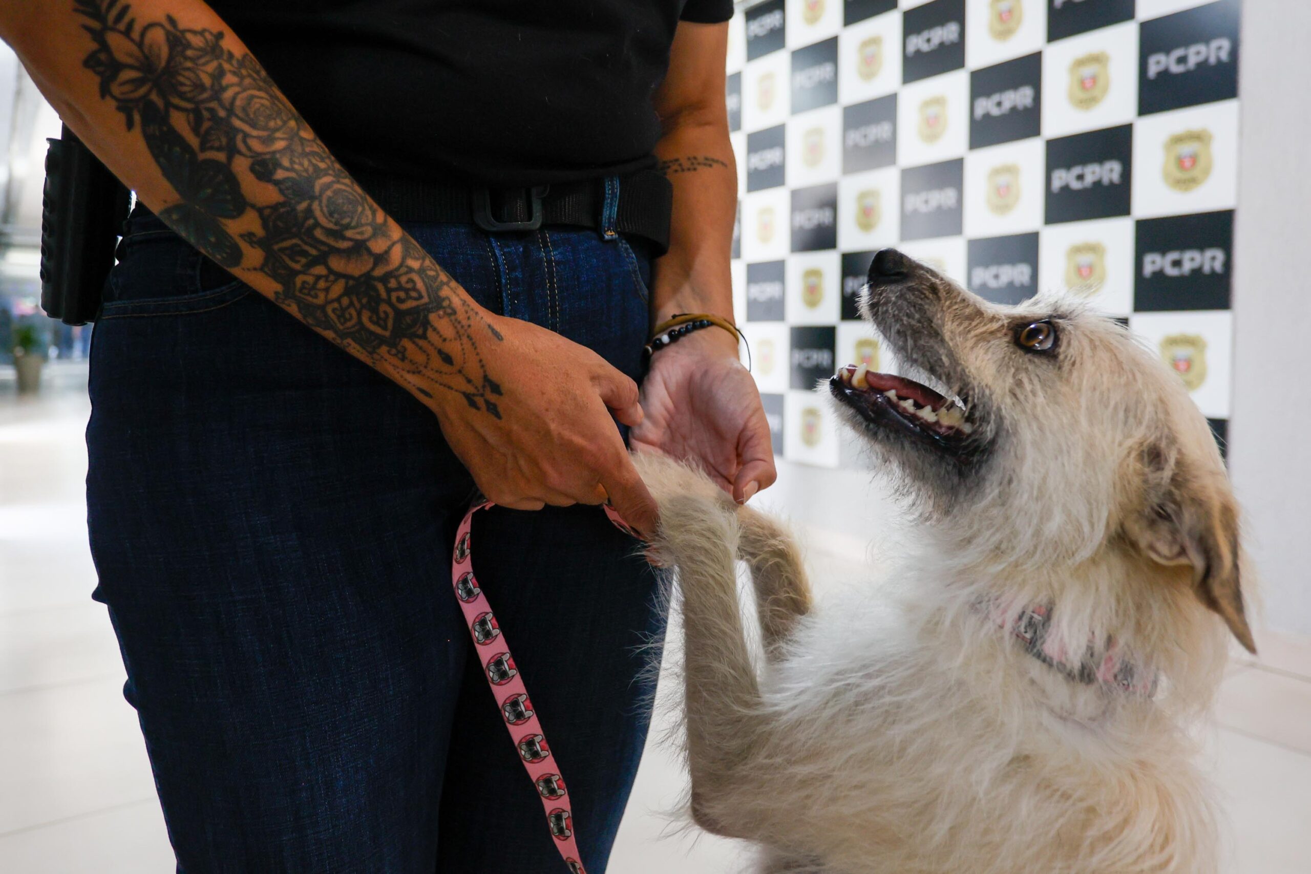 Jornal Ilustrado - Policiais civis adotam cachorrinha que "pediu ajuda" para salvar os filhotes