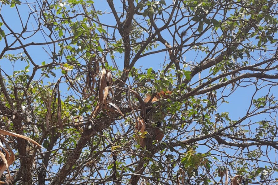 Jornal Ilustrado - Tamanduá-mirim resgatado pelo IAT em Campo Mourão é solto na natureza