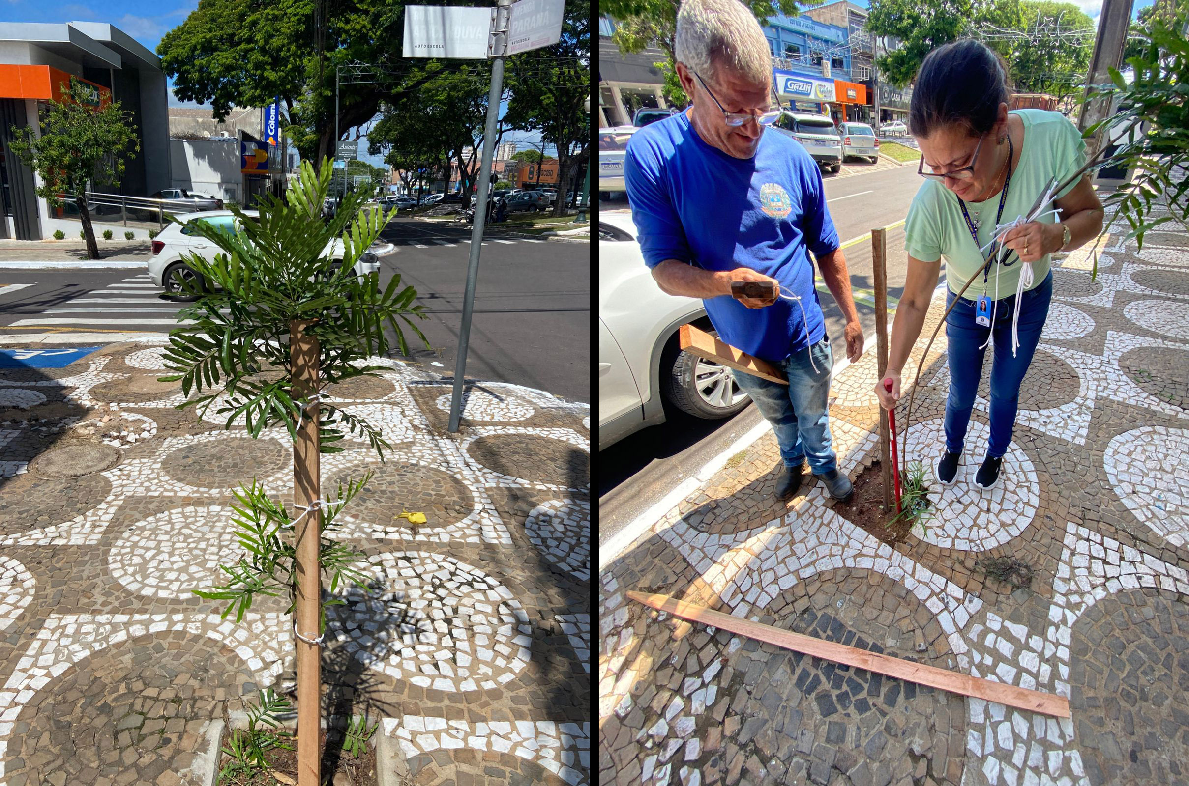 Equipe do meio ambiente vistoria estaqueamento de mudas plantadas na região central