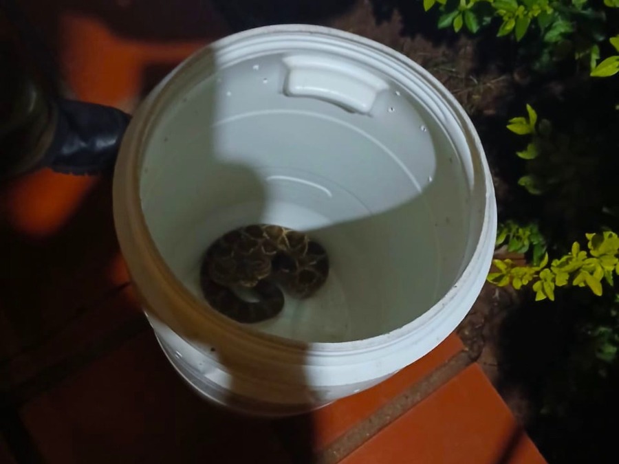 Morador encontra cobra cascavel no quintal de casa em Umuarama