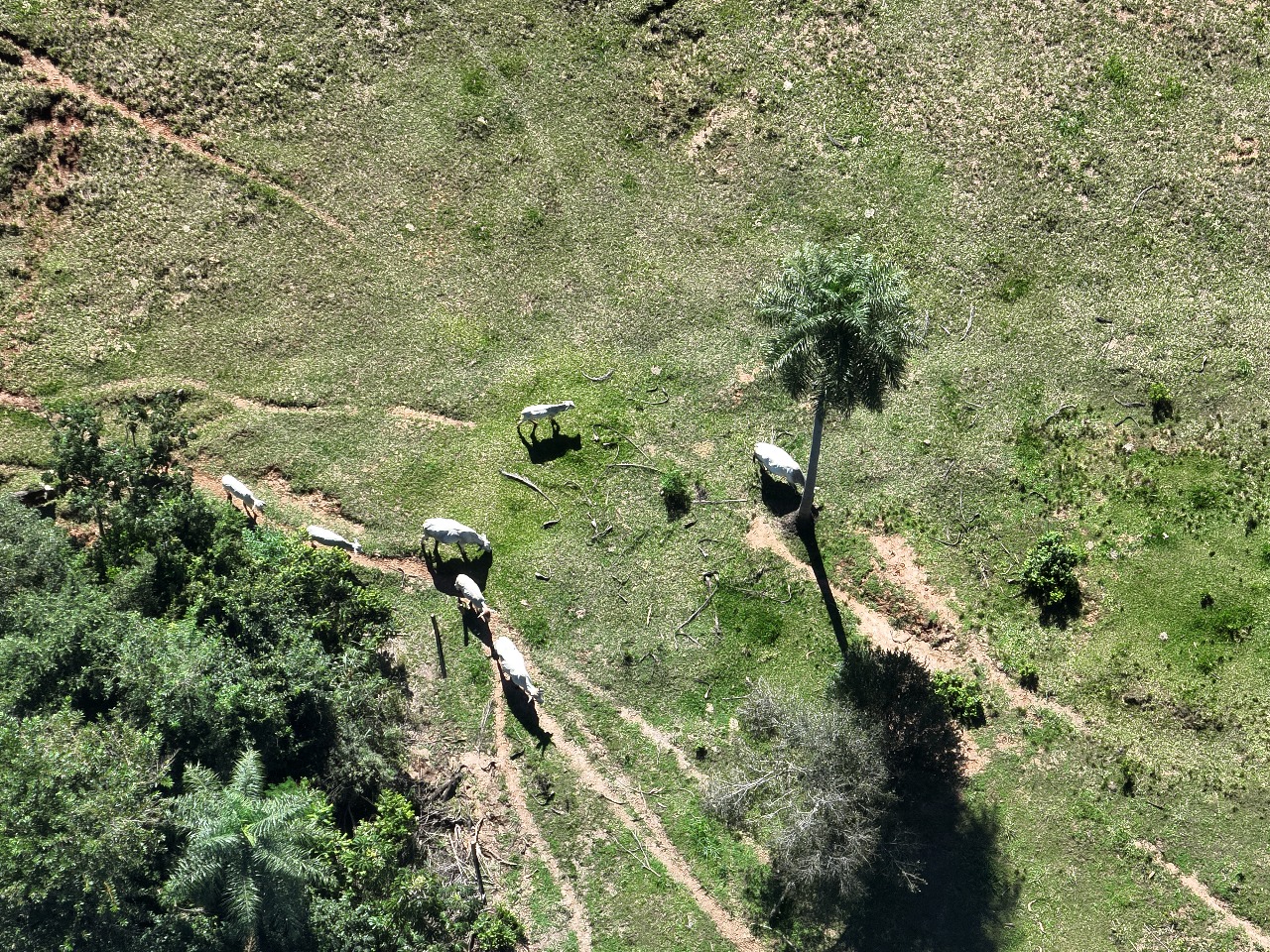 Propriedade rural em Maria Helena é autuada por danos ambientais em áreas de preservação