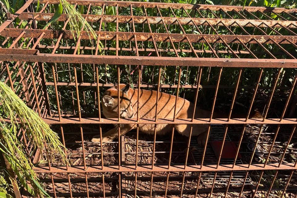 Jornal Ilustrado - IAT devolve à natureza filhote de onça-parda capturado em propriedade rural de Iporã