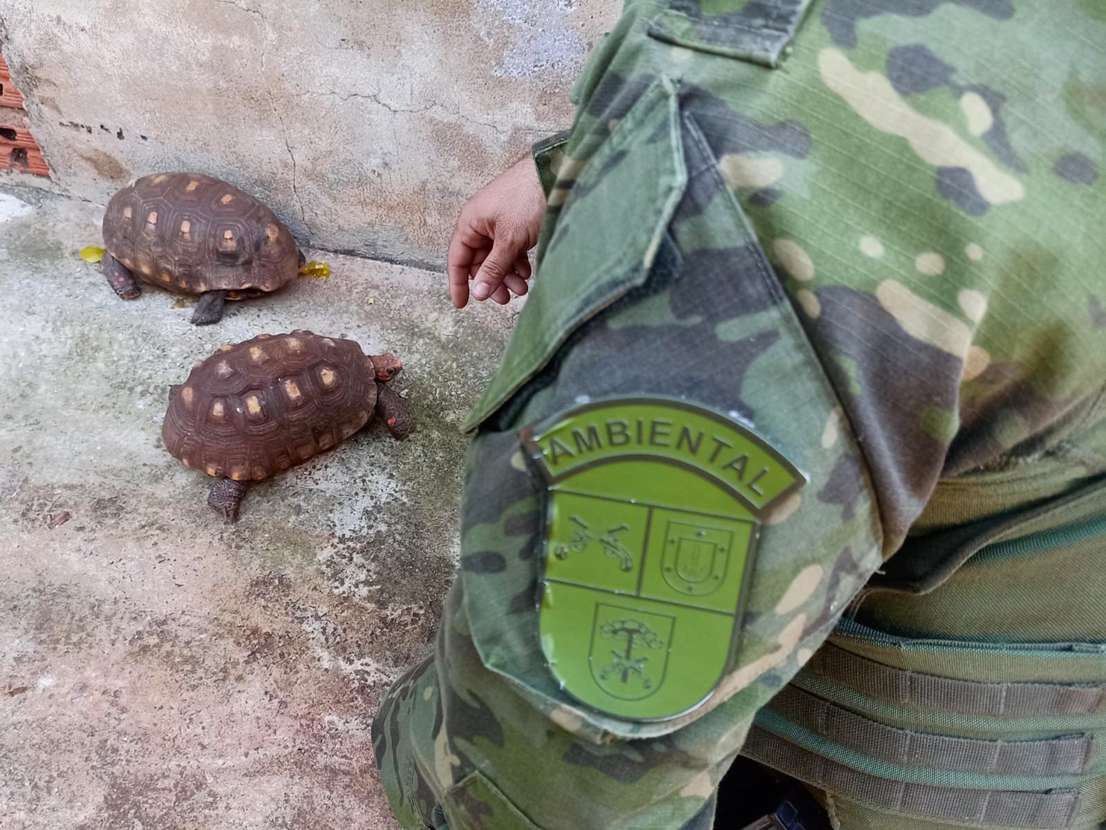 Polícia Ambiental apreende animais silvestres mantidos ilegalmente em cativeiro em Altônia