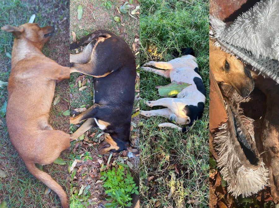 Mortes em série de cães e gatos revoltam moradores de Altônia