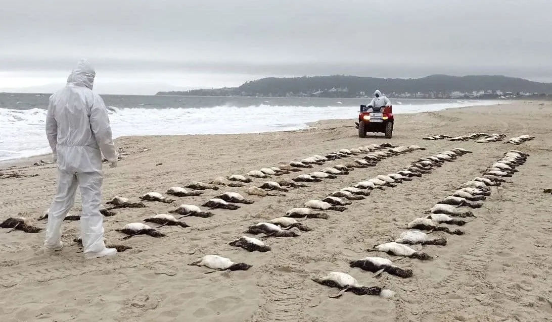 Mais de 700 pinguins são encontrados mortos no litoral de São Paulo