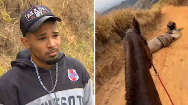 Jornal Ilustrado - Veterinários investigam se cavalo estava vivo quando teve patas decepadas