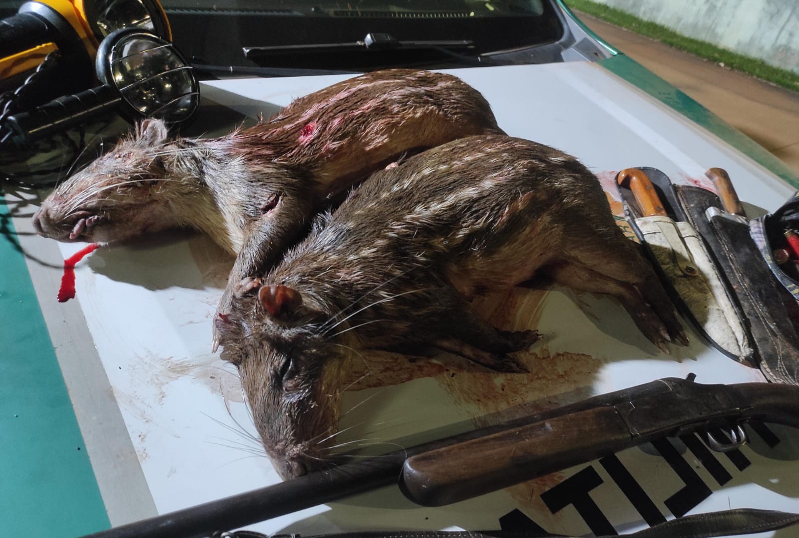 Jornal Ilustrado - Polícia Ambiental prende dois homens por porte ilegal de arma e caça de animais silvestres em Douradina