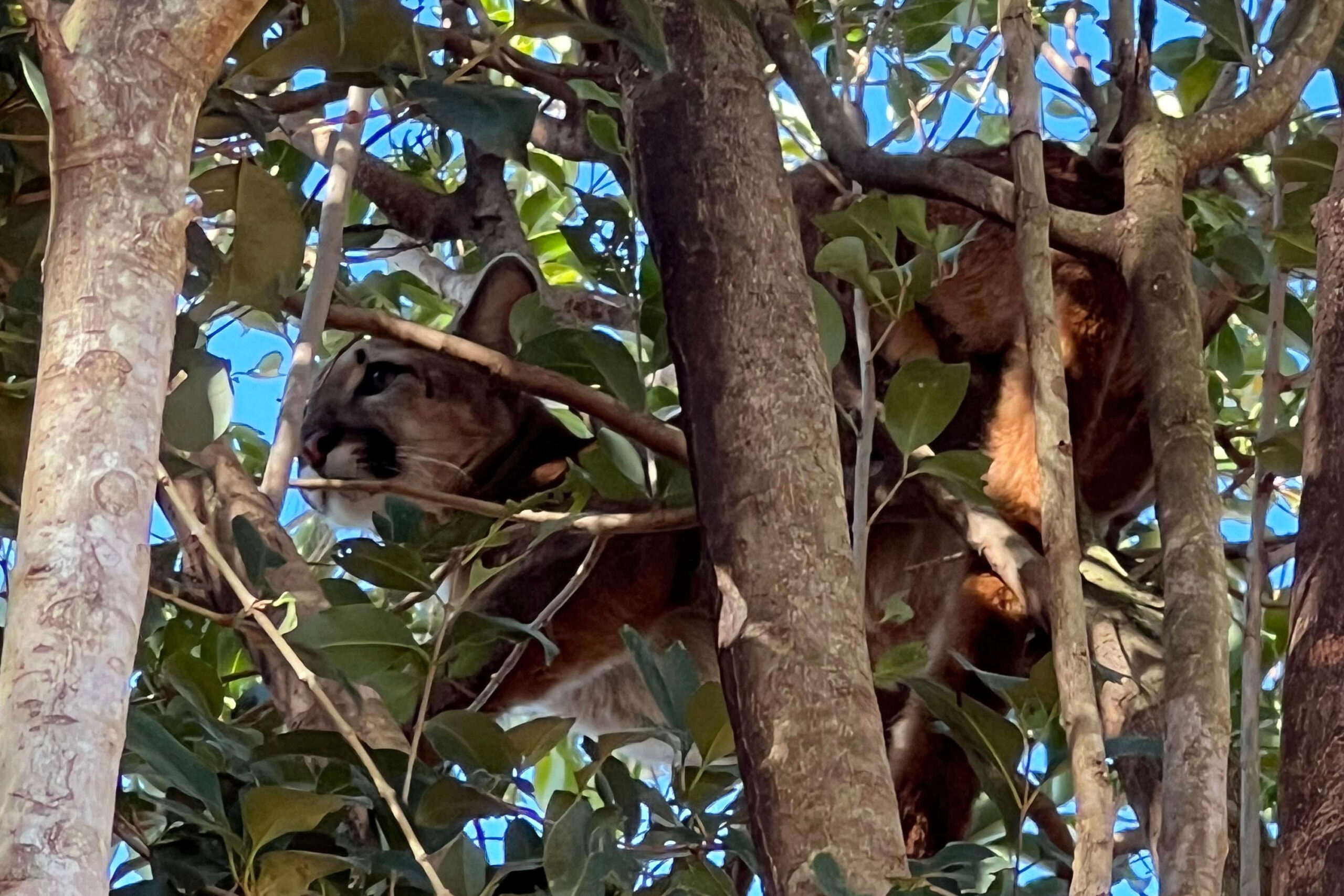 Onça-parda fêmea é resgatada em árvore e devolvida à natureza em Formosa do Oeste