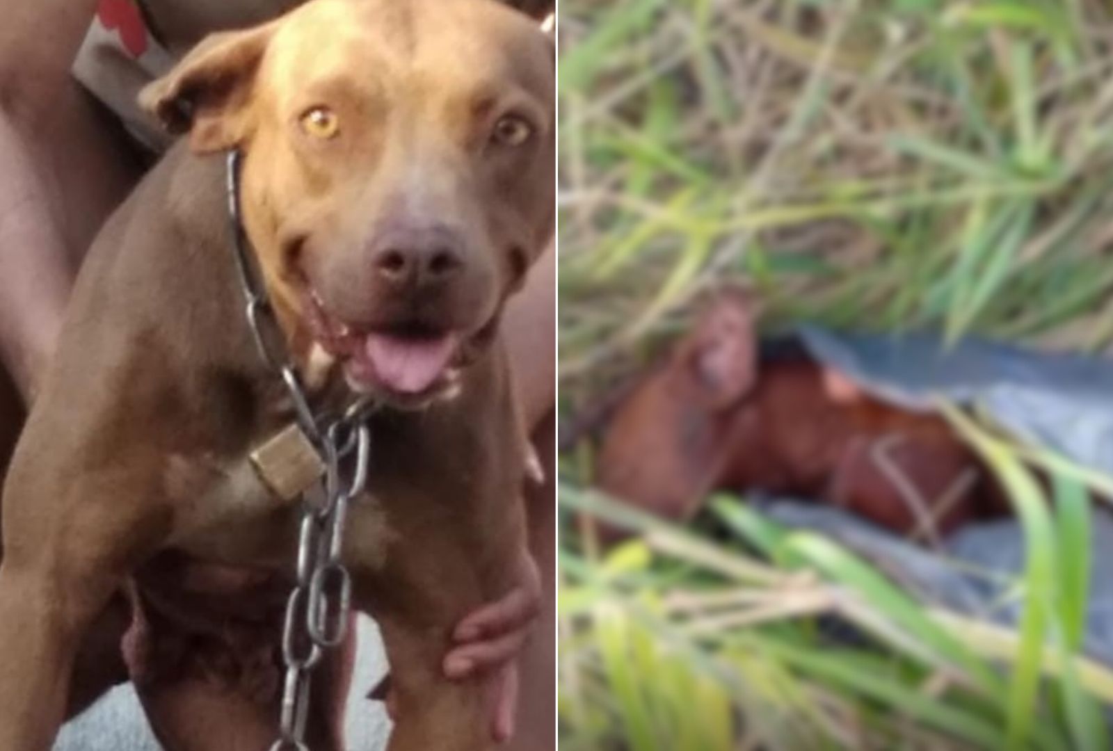 Jornal Ilustrado - Morte cruel de cadela pitbull revolta moradores em Umuarama