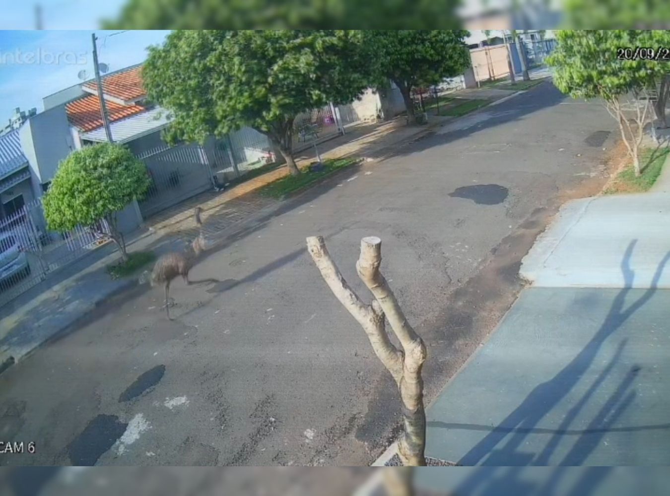 Do susto à risada: cachorro foge de ema em bairro de Umuarama e vídeo diverte moradores