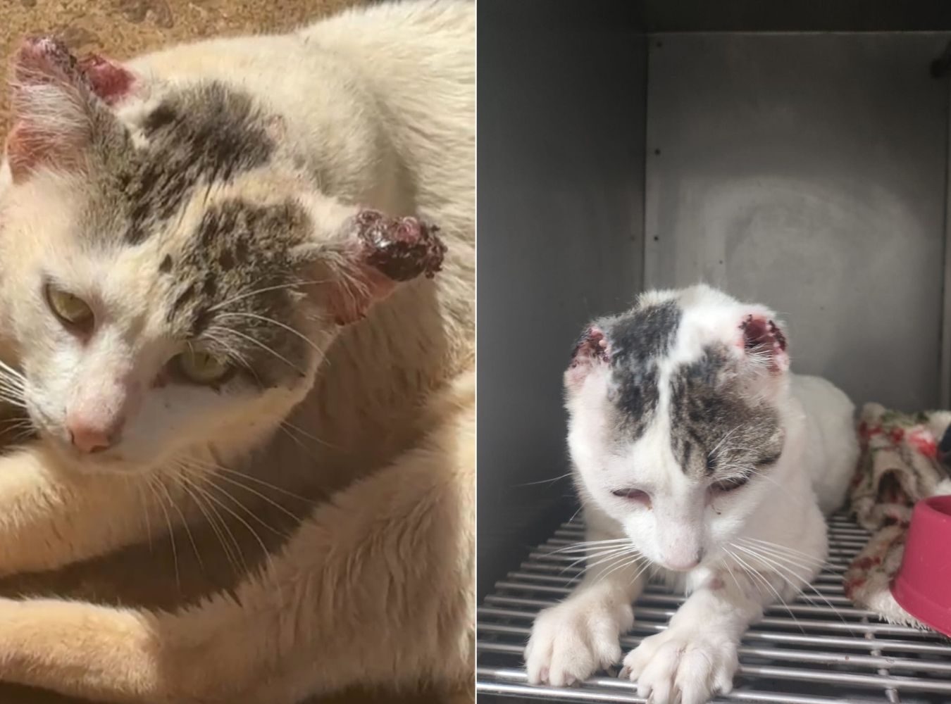 Jornal Ilustrado - Rafaello, gatinho abandonado com câncer precisa de um lar urgente 