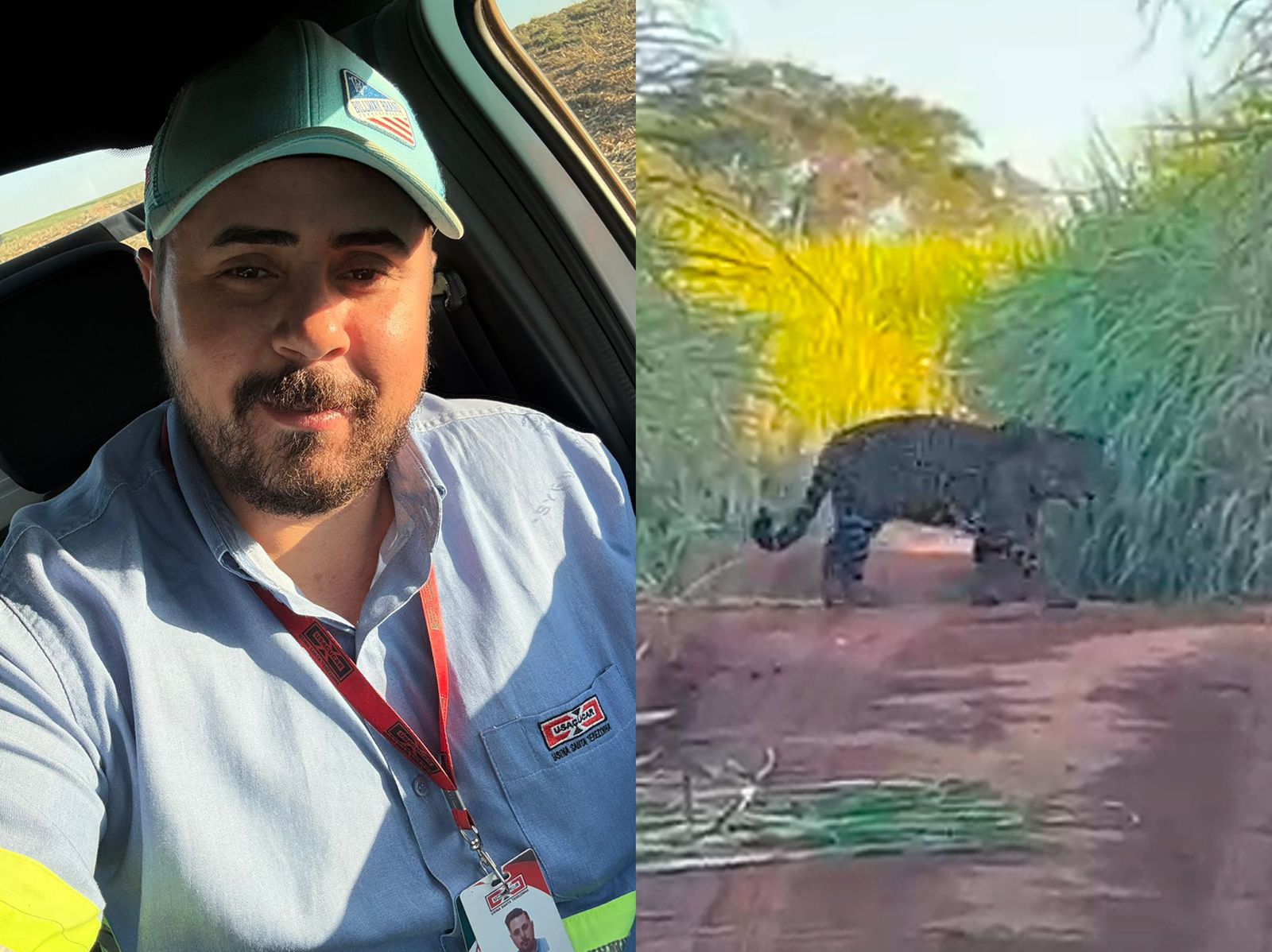 Jornal Ilustrado - Trabalhador que ficou cara a cara com onça-pintada tinha parado para urinar: “a vontade passou na hora” 