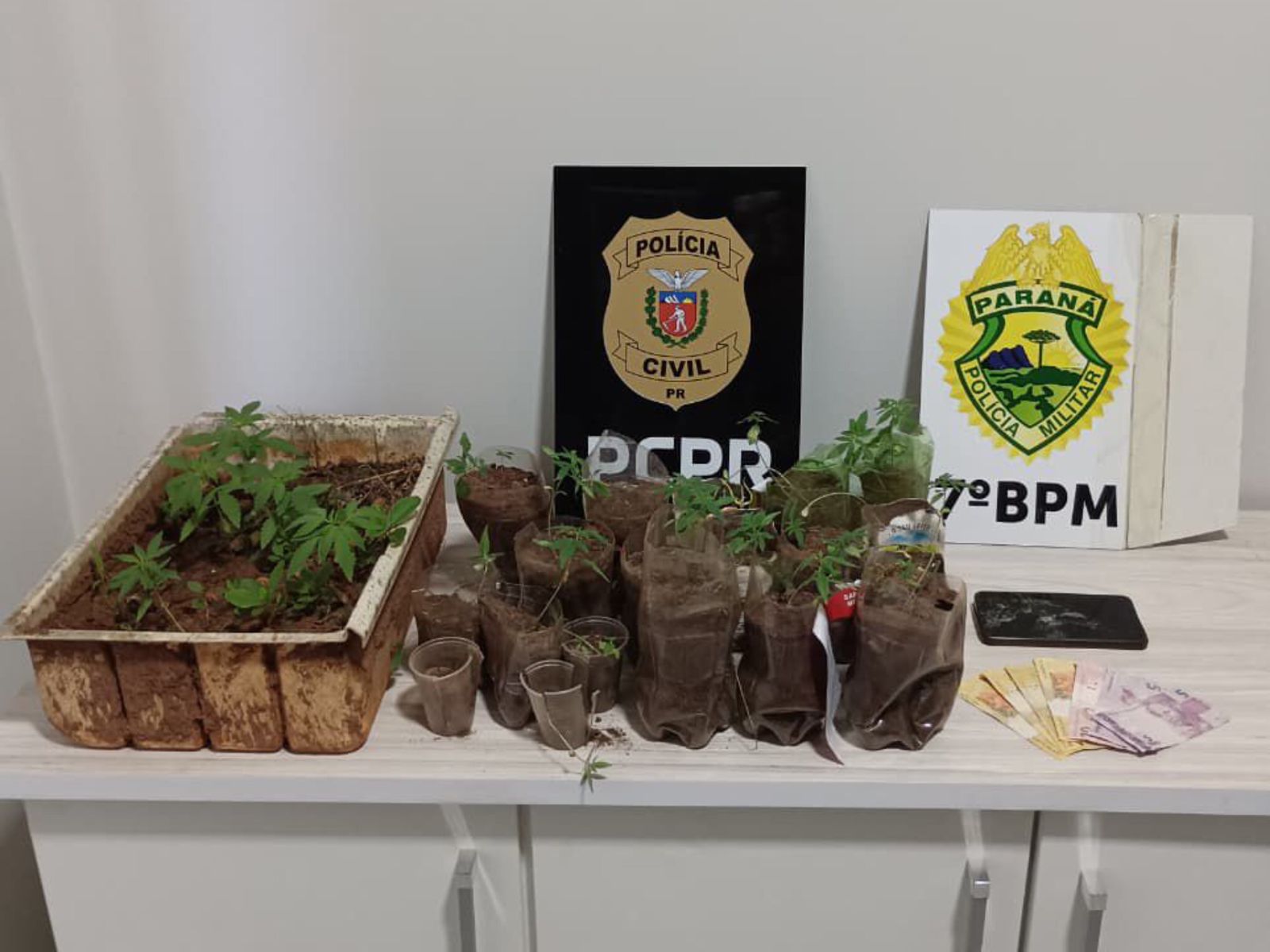 Homem é preso por cultivar 30 pés de maconha em Nova Olímpia