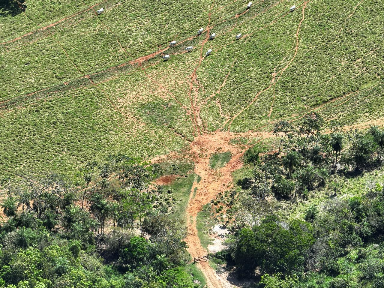 Propriedade ligada à morte de quatro homens recebe autuações ambientais milionárias
