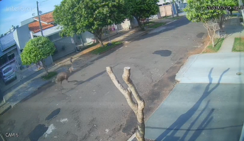 Jornal Ilustrado - Do susto à risada: cachorro foge de ema em bairro de Umuarama e vídeo diverte moradores
